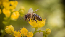 Le syndrome d’effondrement des colonies d’abeilles