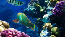 La couverture corallienne de la Grande Barrière de Corail au plus haut depuis 36 ans
